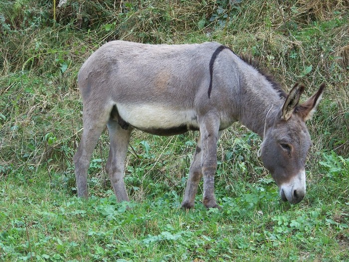 100_7174 - Cimpa Valea Cerbului