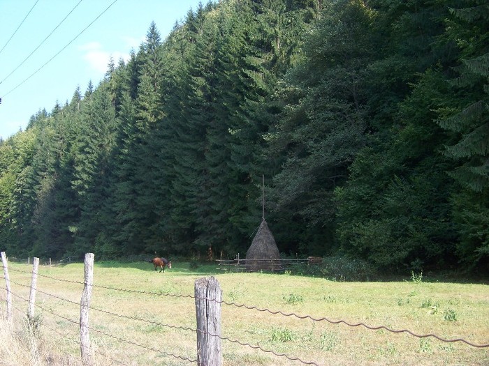 100_7254 - Cimpa Valea Cerbului