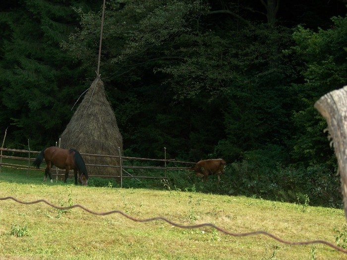 100_7256 - Cimpa Valea Cerbului