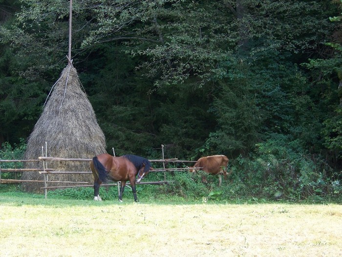 100_7257 - Cimpa Valea Cerbului