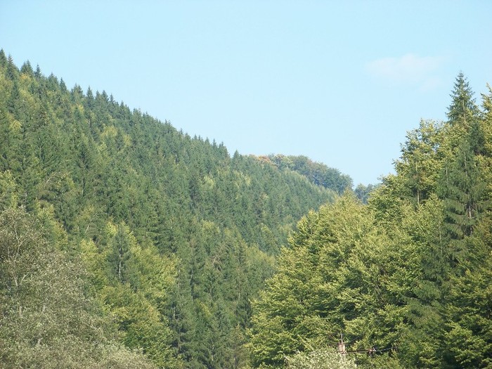 100_7258 - Cimpa Valea Cerbului