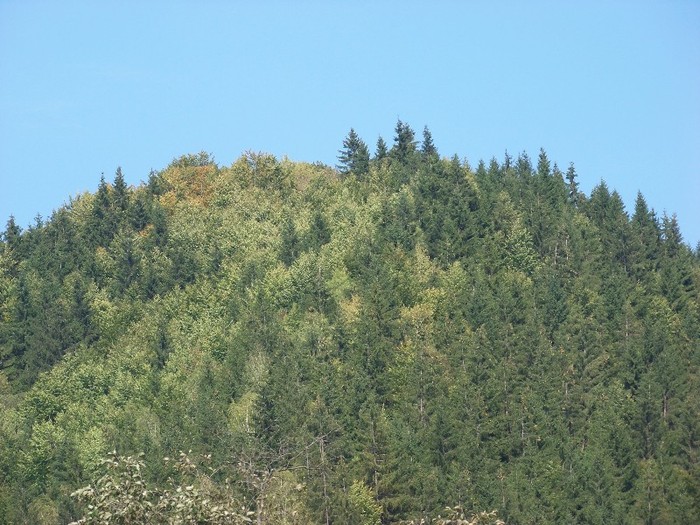 100_7259 - Cimpa Valea Cerbului