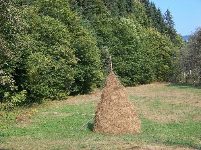 100_7270 - Cimpa Valea Cerbului