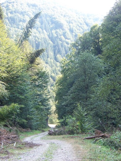 100_7275 - Cimpa Valea Cerbului