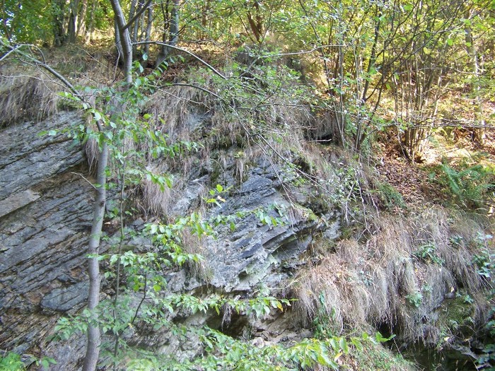 100_7279 - Cimpa Valea Cerbului