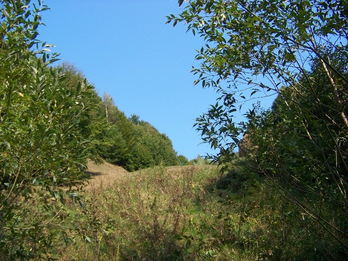 100_7284 - Cimpa Valea Cerbului