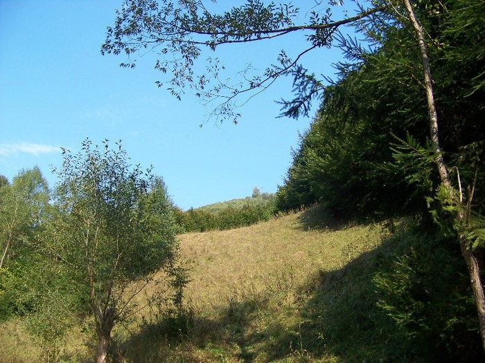 100_7286 - Cimpa Valea Cerbului