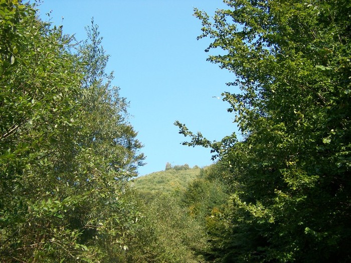 100_7287 - Cimpa Valea Cerbului