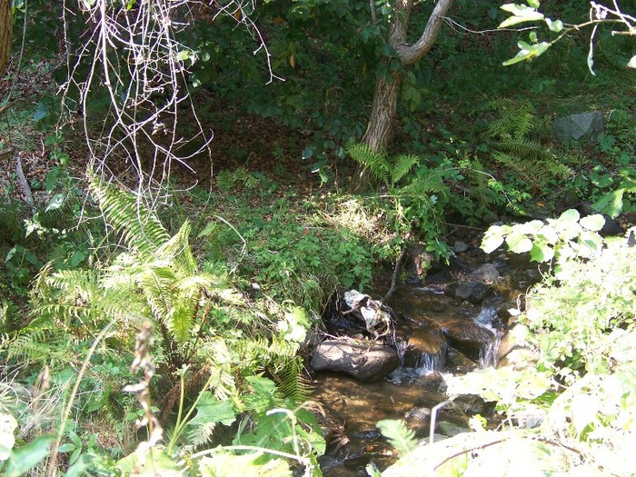 100_7288 - Cimpa Valea Cerbului