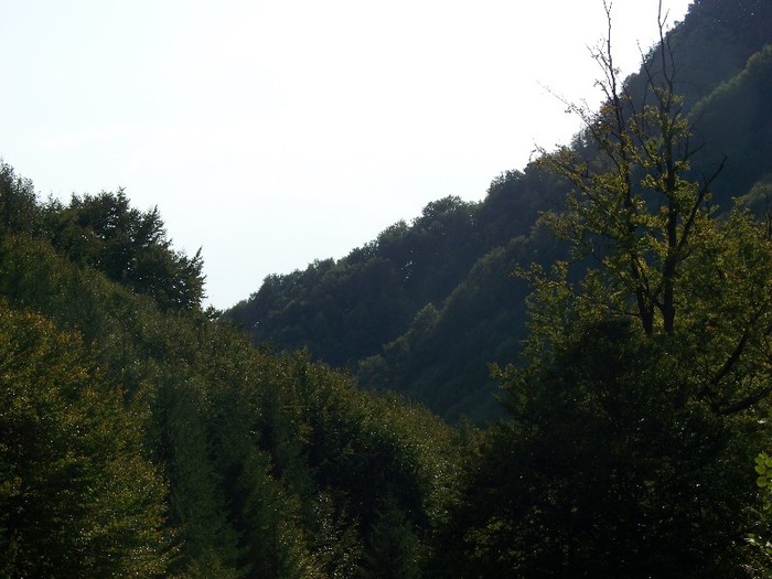 100_7295 - Cimpa Valea Cerbului