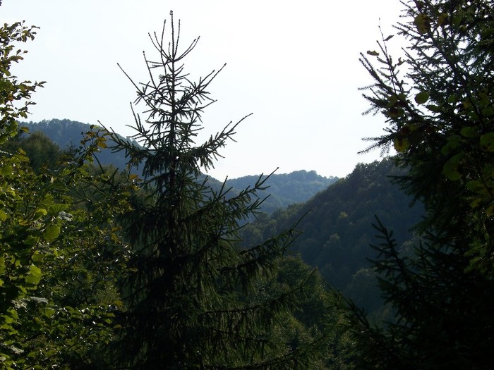 100_7297 - Cimpa Valea Cerbului