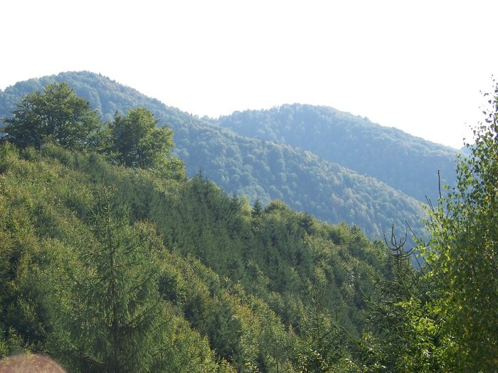 100_7301 - Cimpa Valea Cerbului