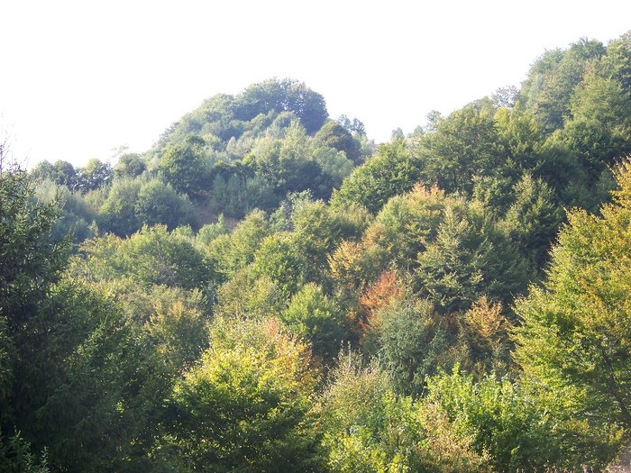 100_7302 - Cimpa Valea Cerbului