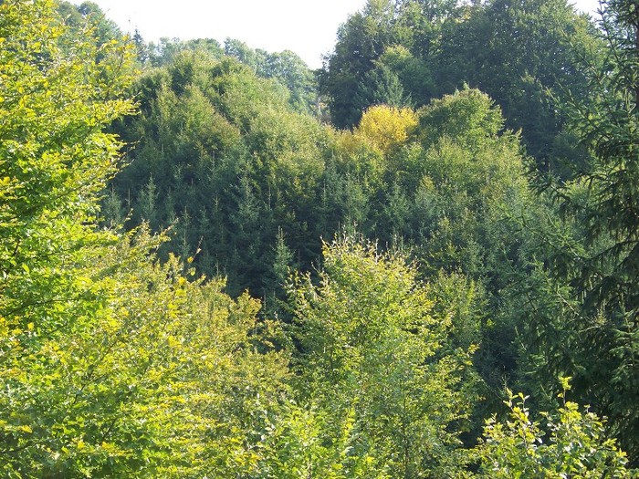 100_7303 - Cimpa Valea Cerbului