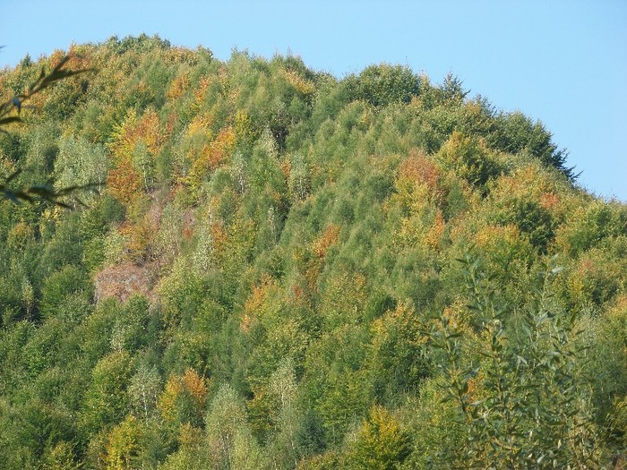 100_7308 - Cimpa Valea Cerbului