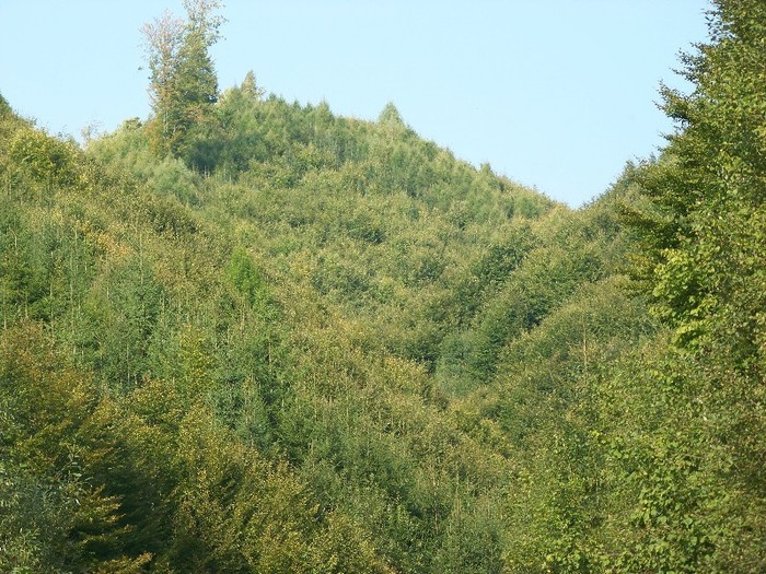 100_7309 - Cimpa Valea Cerbului