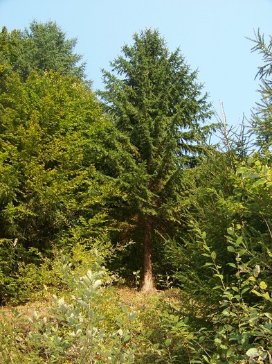 100_7310 - Cimpa Valea Cerbului