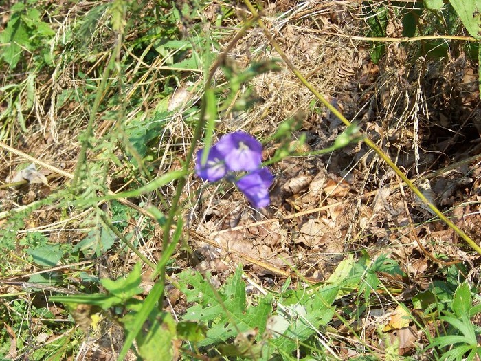 100_7311 - Cimpa Valea Cerbului