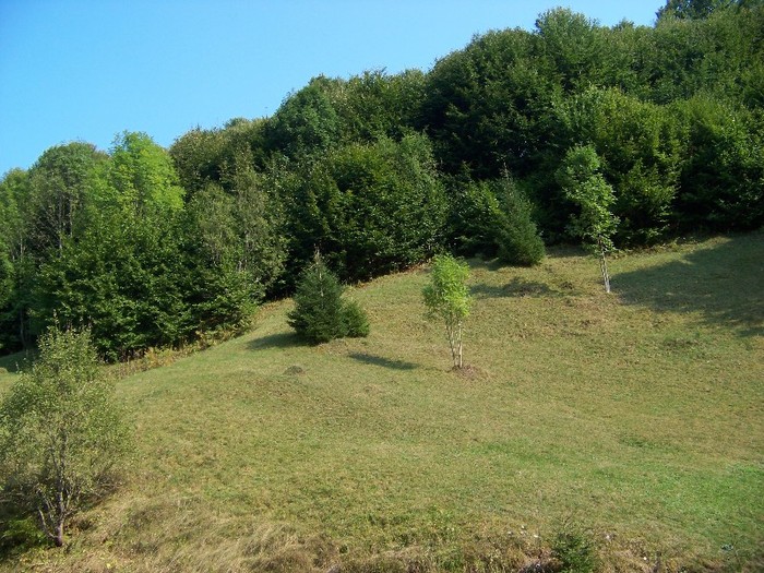 100_7315 - Cimpa Valea Cerbului