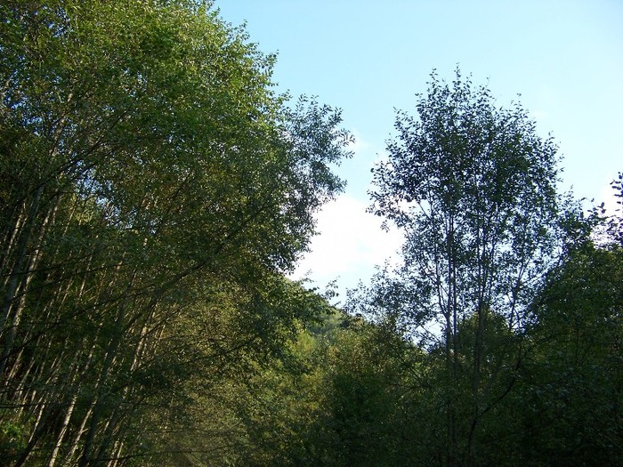 100_7322 - Cimpa Valea Cerbului