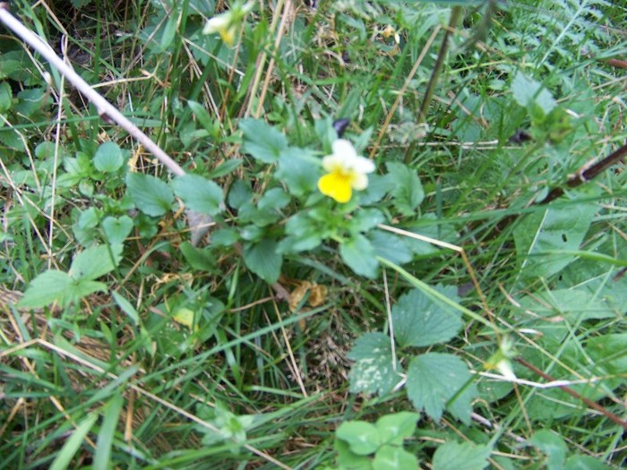 100_7323 - Cimpa Valea Cerbului