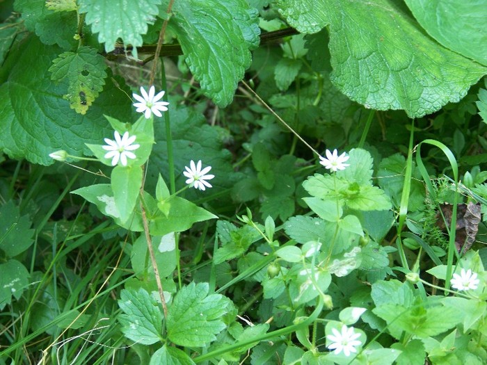 100_7326 - Cimpa Valea Cerbului