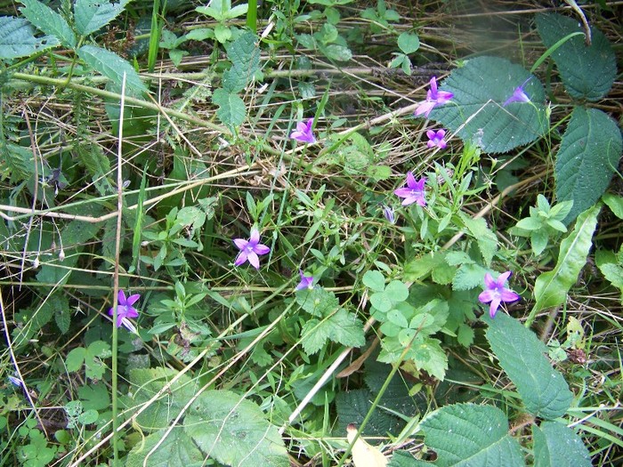 100_7331 - Cimpa Valea Cerbului