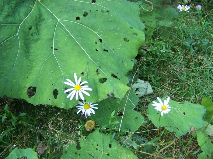 100_7332 - Cimpa Valea Cerbului