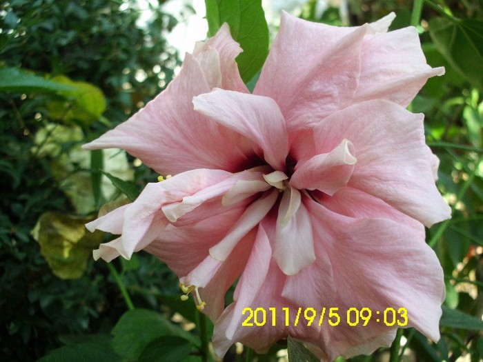 IMG_2109 - hibiscusi 2011