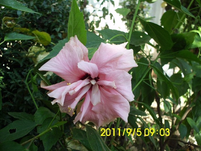 IMG_2110 - hibiscusi 2011