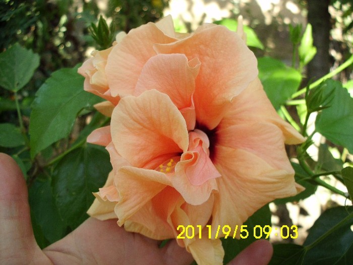IMG_2111 - hibiscusi 2011