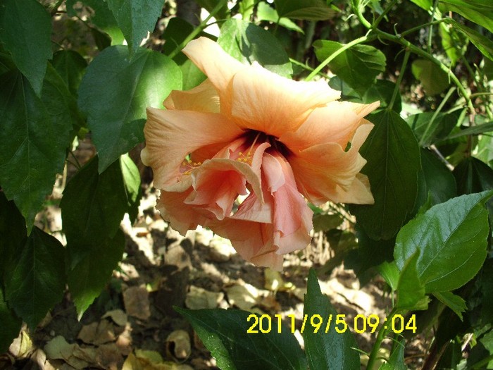 IMG_2112 - hibiscusi 2011