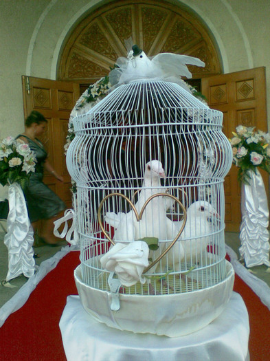  - weisse Tauben fur Hochzeiten