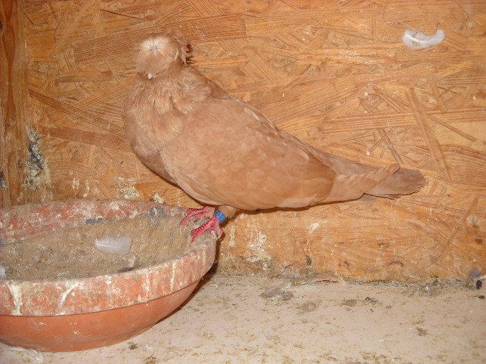 donatie primita
