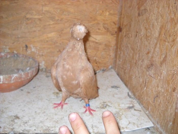 donatie primita