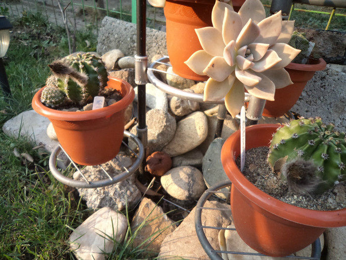 Un grapto intre doi echinopsis