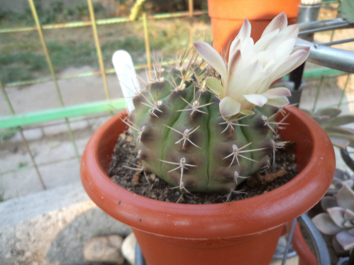 Gymno, a 4-a inflorire