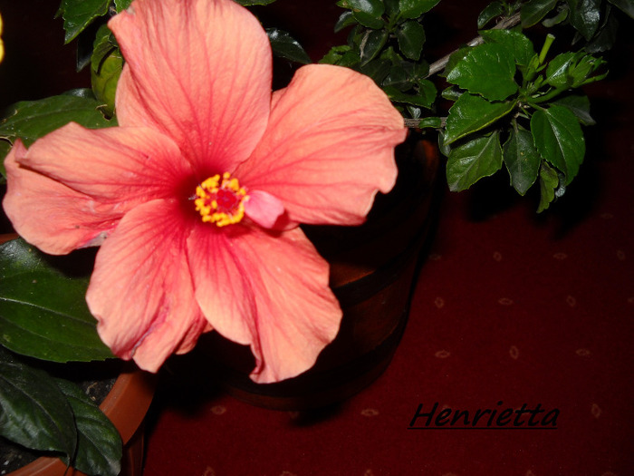 27.sept.2011 am inflorit