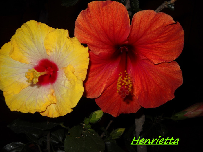 27.09.2011 am inflorit - HIBISCUS- 2011