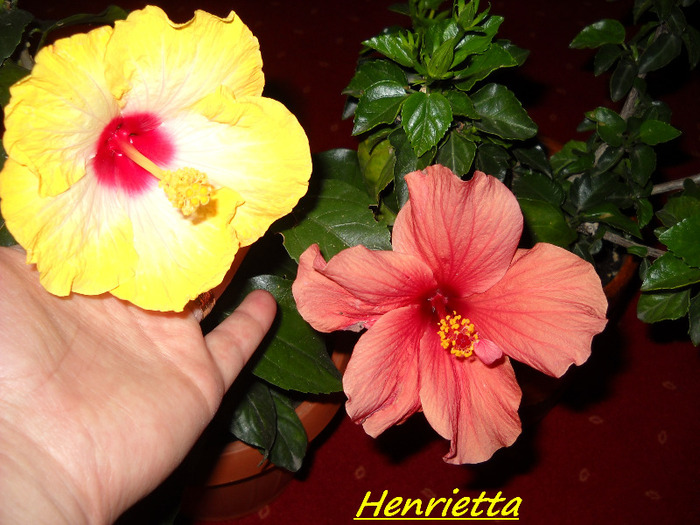 27 sept.011 am inflorit