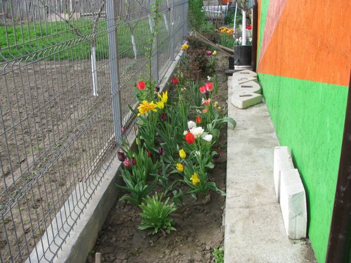 IMG_0128 - Flori din gradina