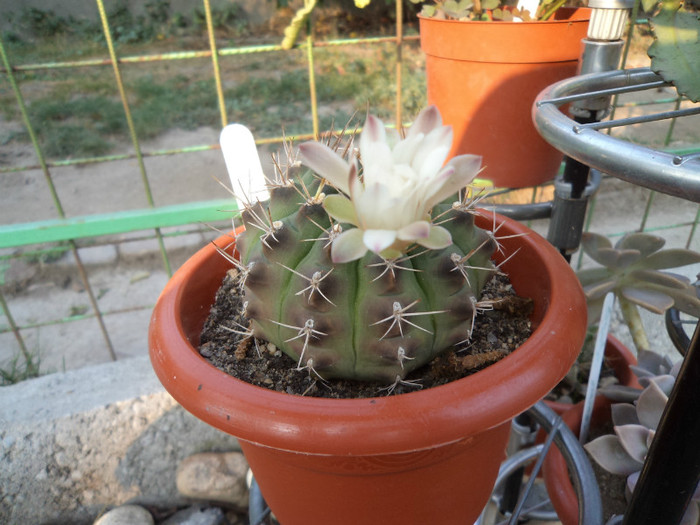 Gymnocalcium- a 4-a inflorire