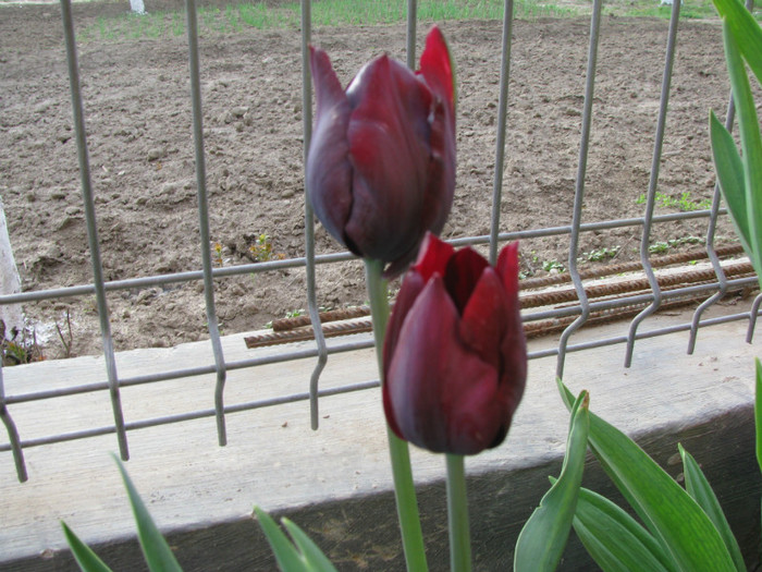 IMG_0132 - Flori din gradina