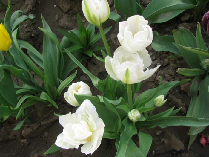 IMG_0137 - Flori din gradina