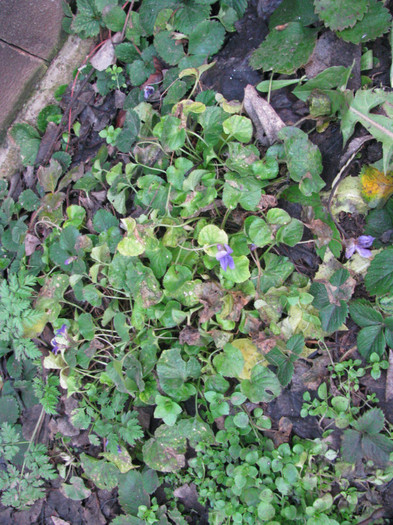 IMG_1208 - Flori din gradina