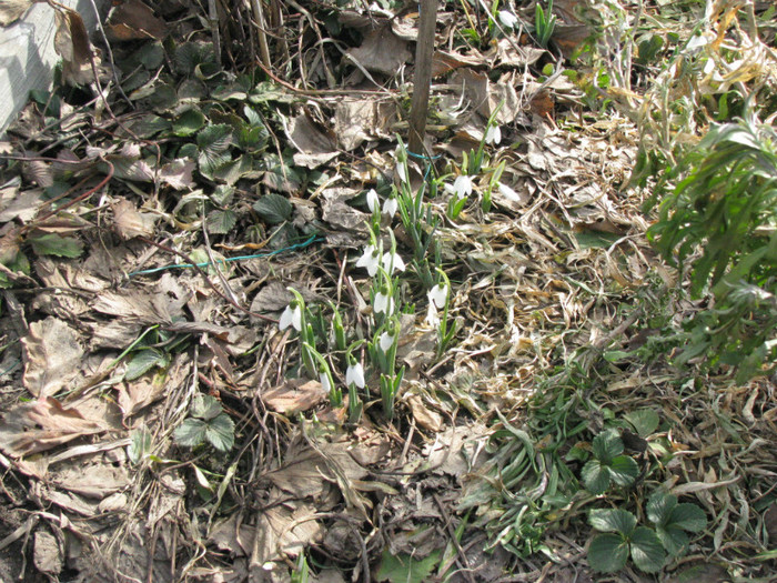 IMG_1746 - Flori din gradina