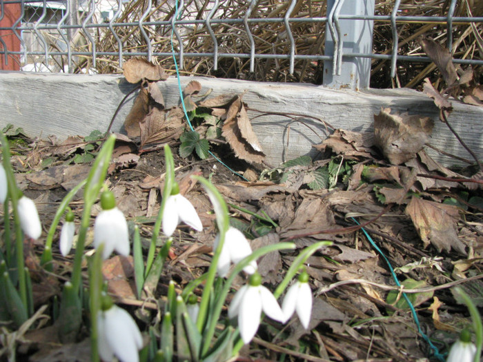 IMG_1747 - Flori din gradina