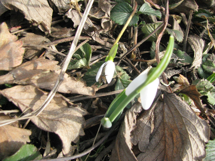 IMG_1753 - Flori din gradina