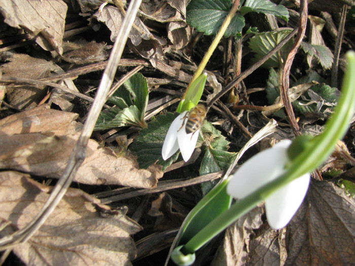 IMG_1754 - Flori din gradina