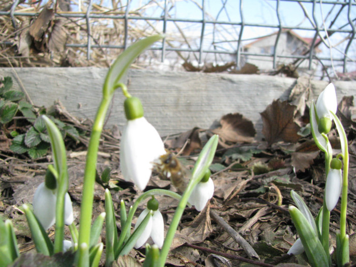 IMG_1756 - Flori din gradina